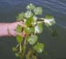 Water Chestnut